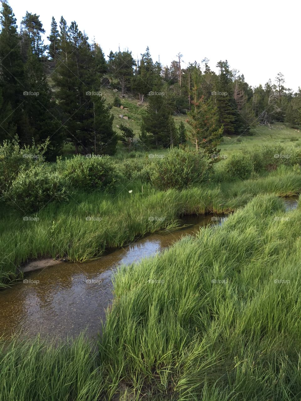 Mountain stream