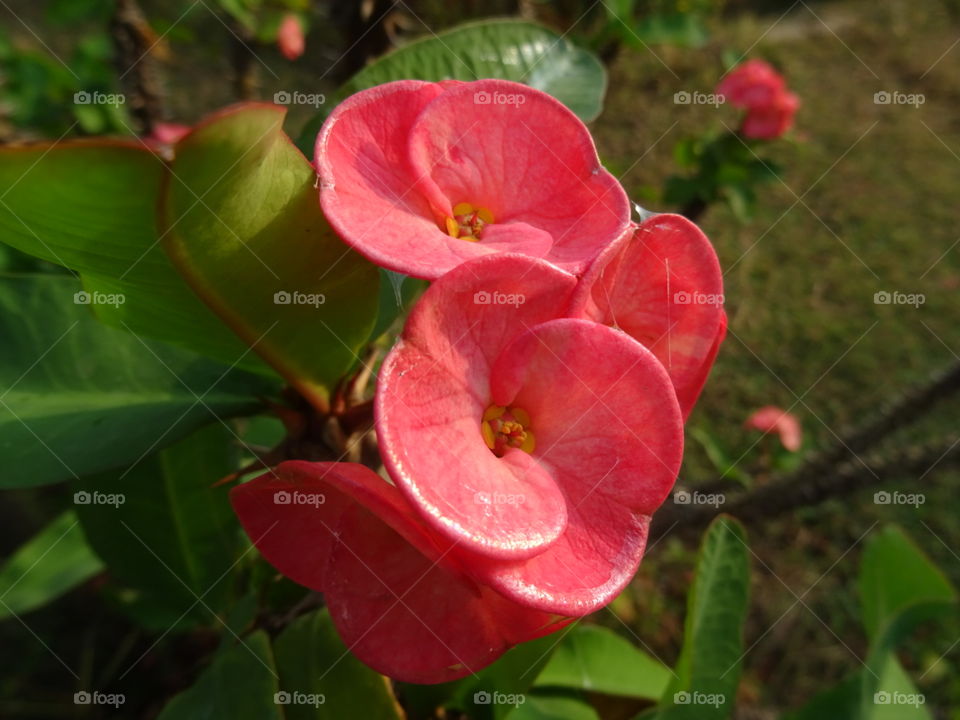 India Puducherry barathi park red flower flowers