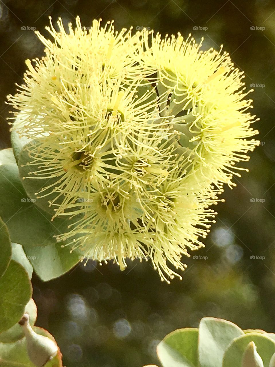 Blooming eucalyptus flower delicate tendrils 