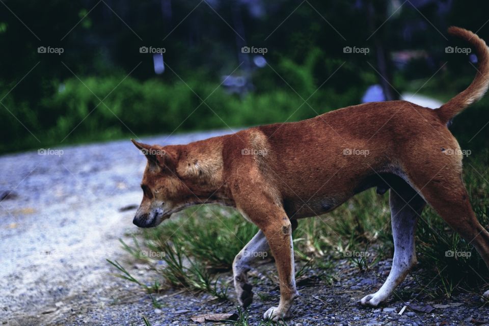 Doggy started to hunt. 