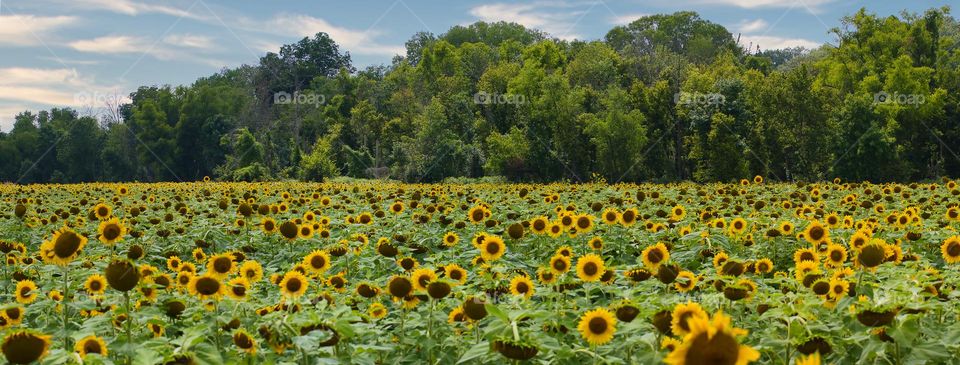 Summer sunflowers 