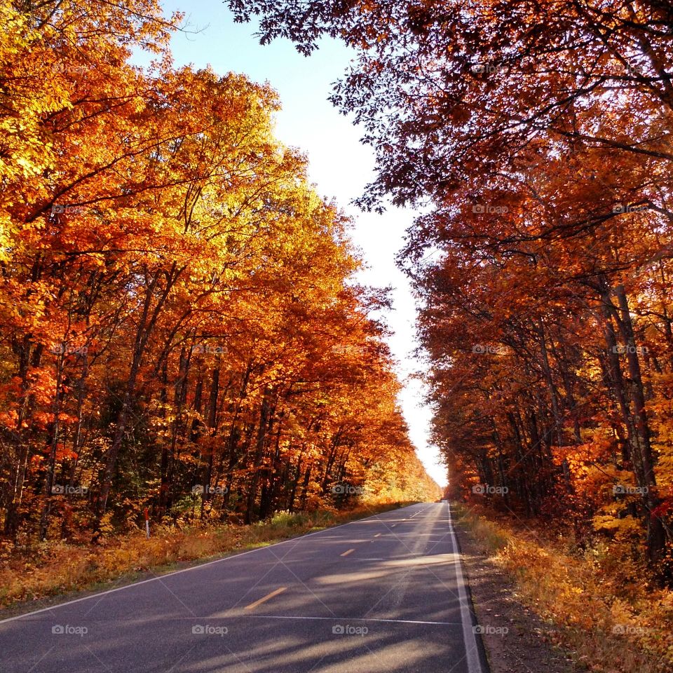 Road amidst trees in forest during autumn