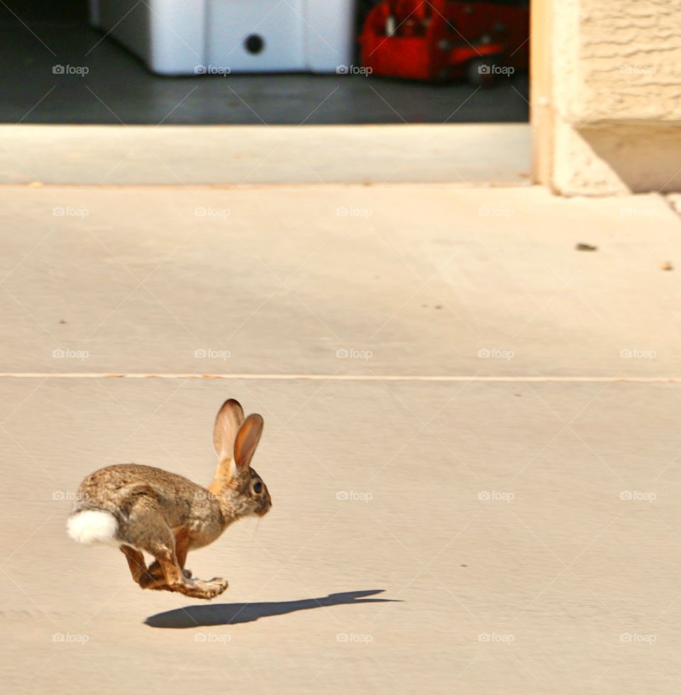 Cottontail running in front of my garage
