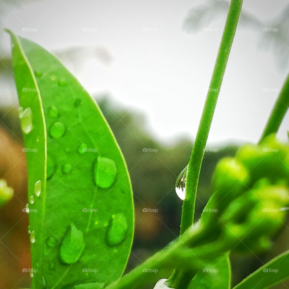 green leaf water droplet