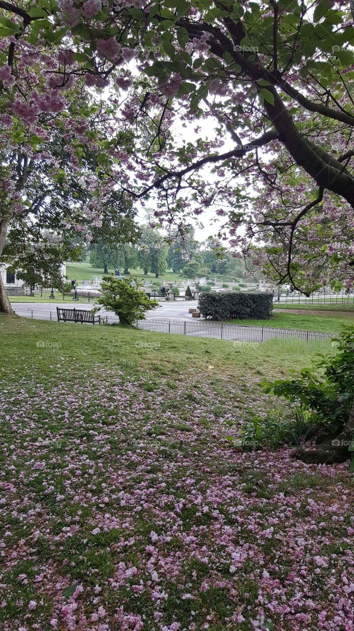 Hyde Park in spring