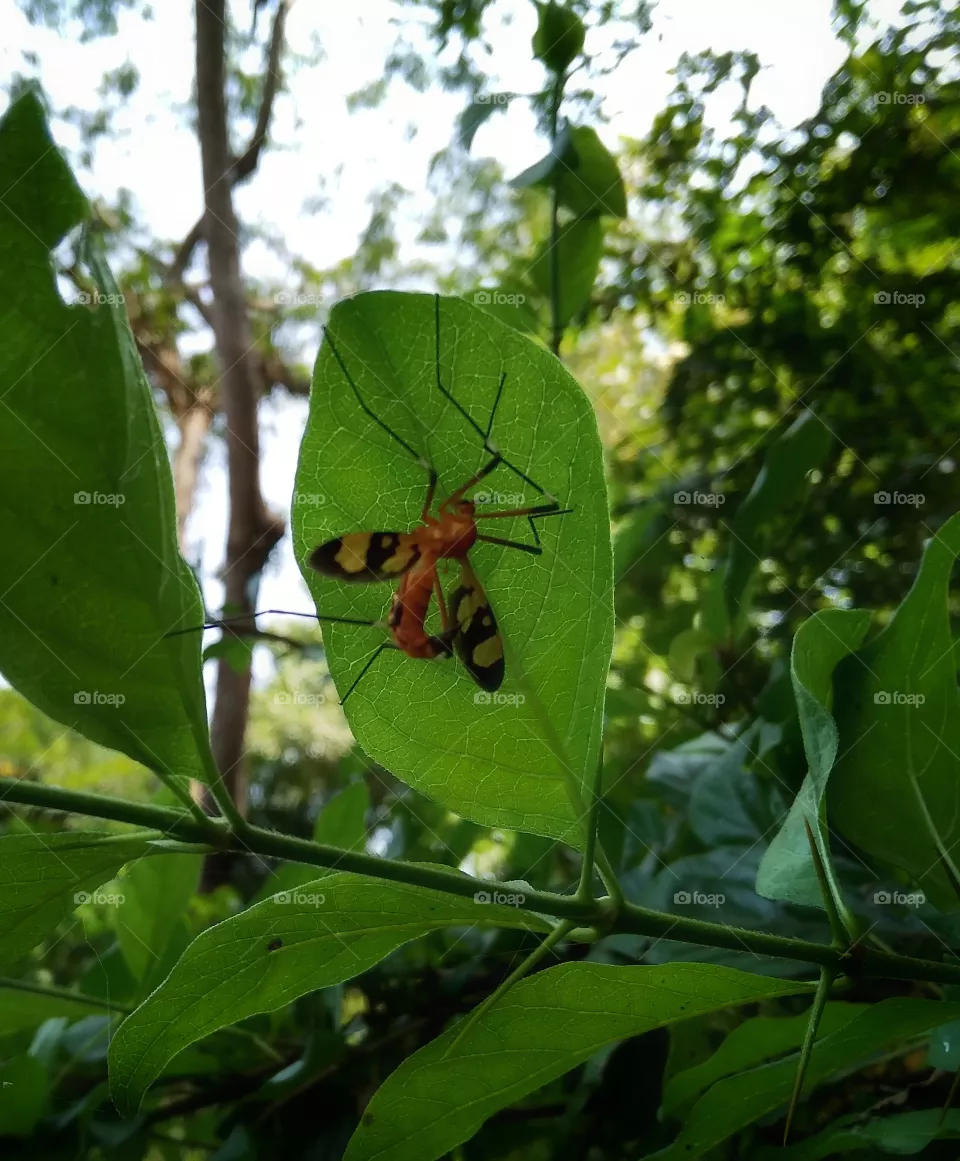 wasp