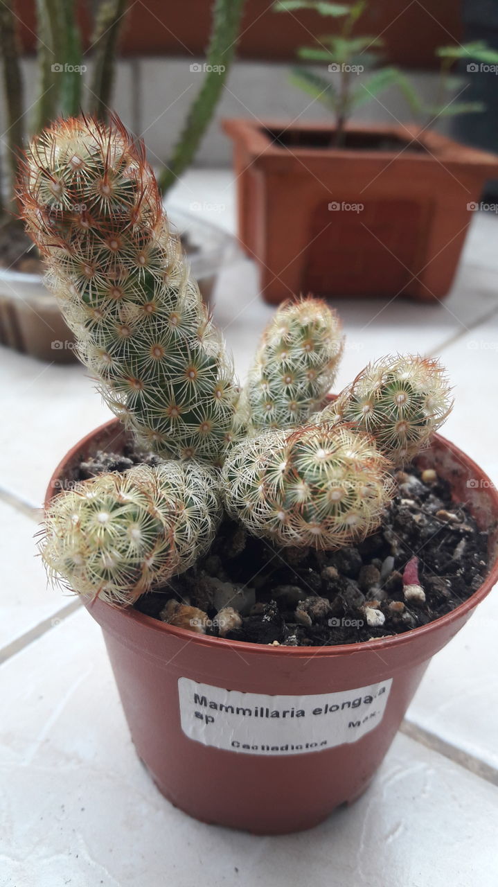 cactus mammillaria elongata