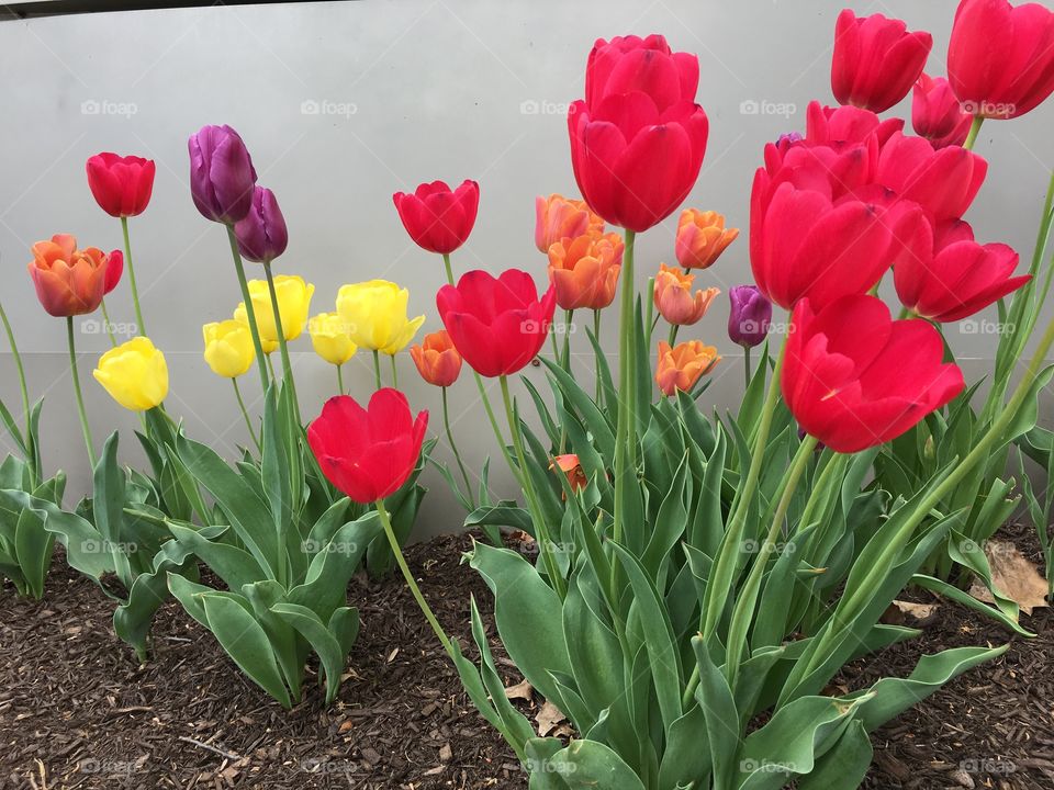 Tulips