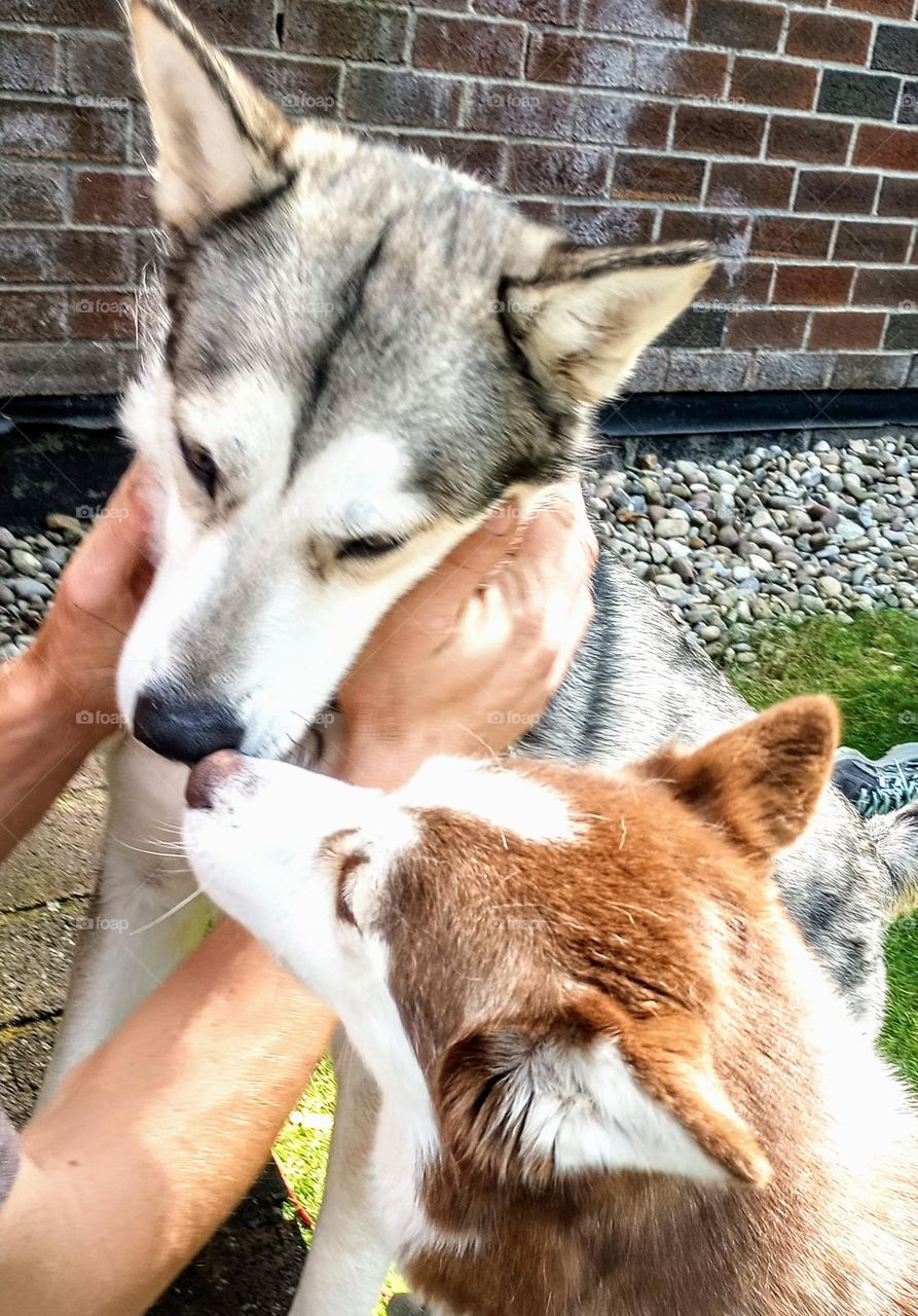 Husky Love
