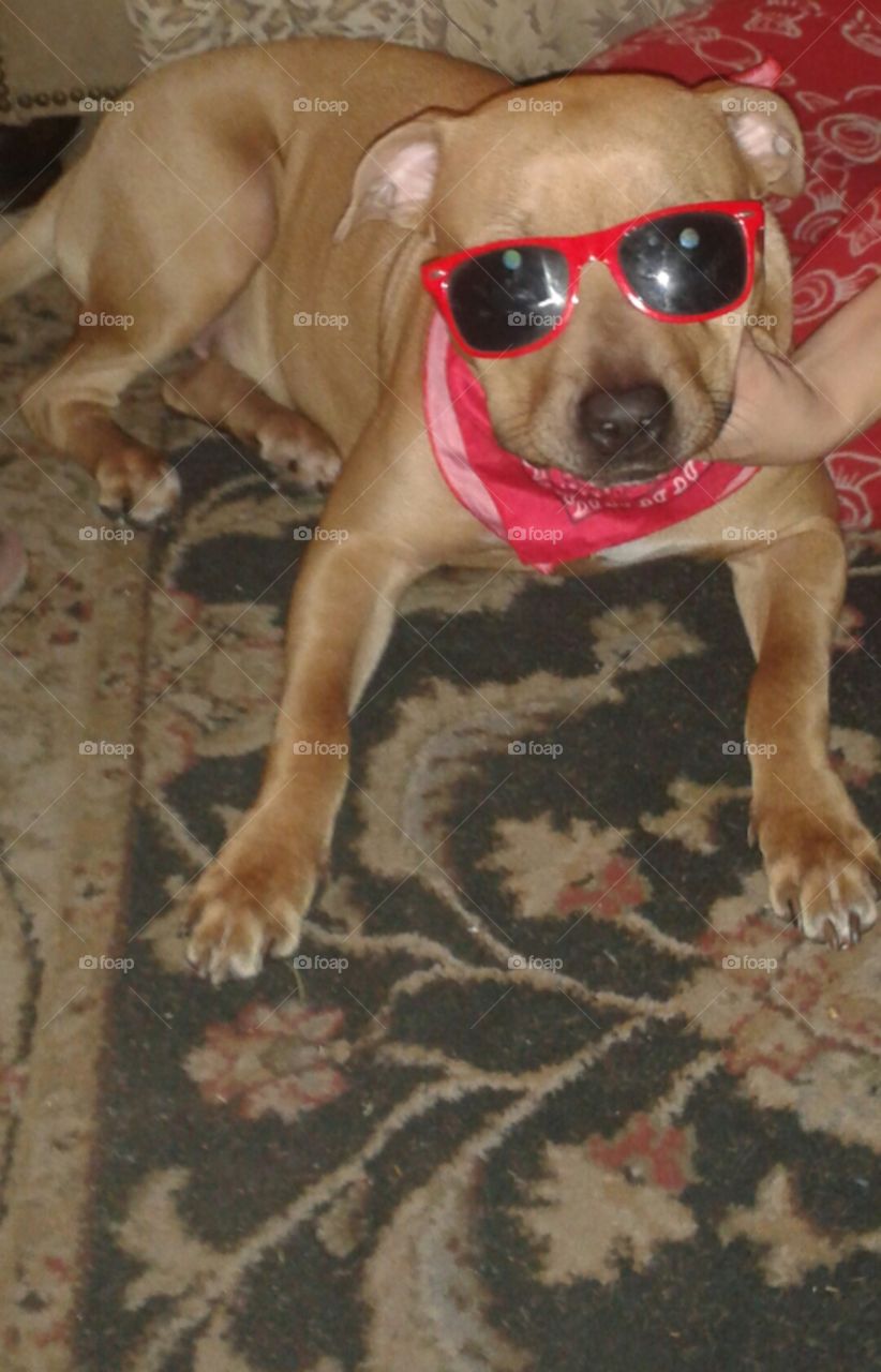 Big Red. My doggie in glasses and a bandana.