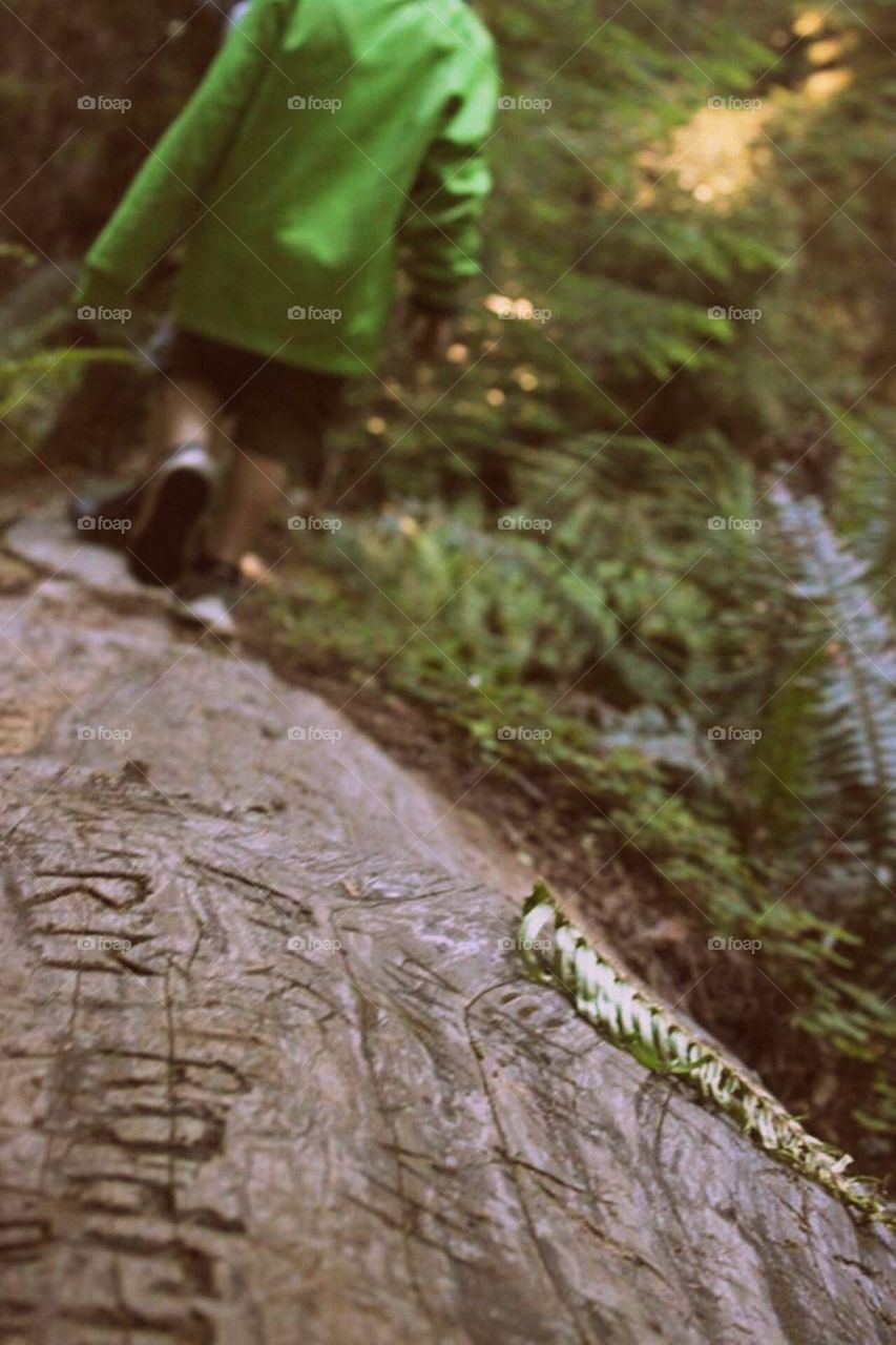 A walk down memory lane with children walking on a fallen red wood at Jedediah  State Park, California