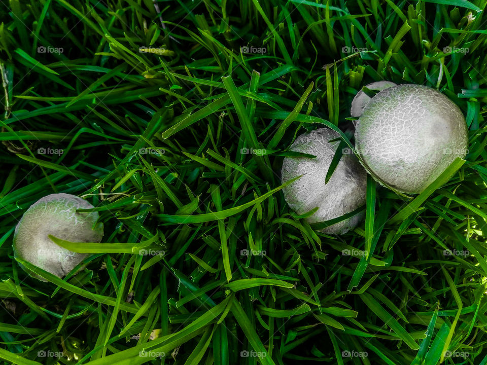 Mushrooms