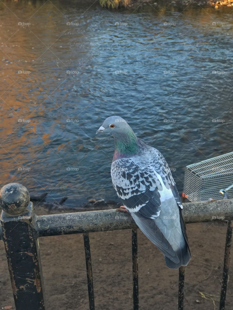 The Pigeon 