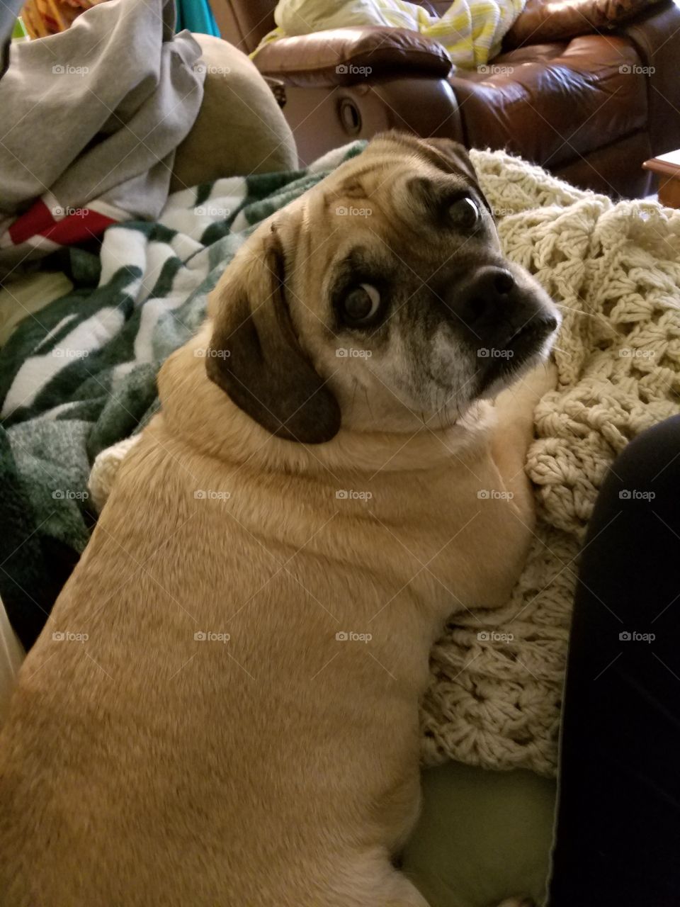 Puggle on a couch