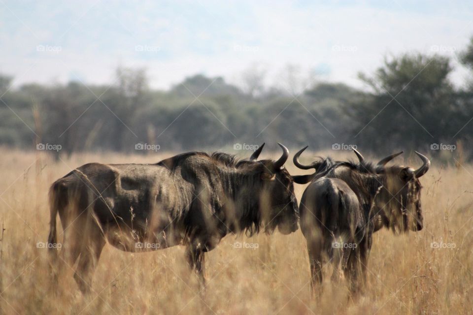 wildebeest grazing