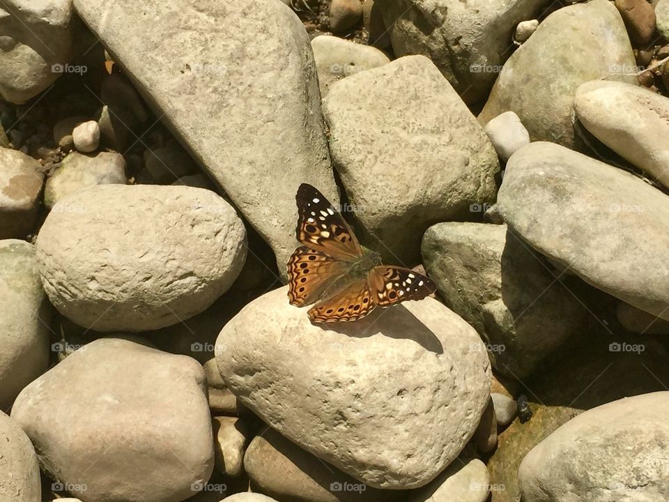 Hackberry butterfly on Little Darby Creek, OH