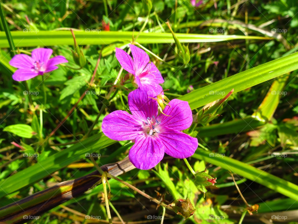 Purple flowers 