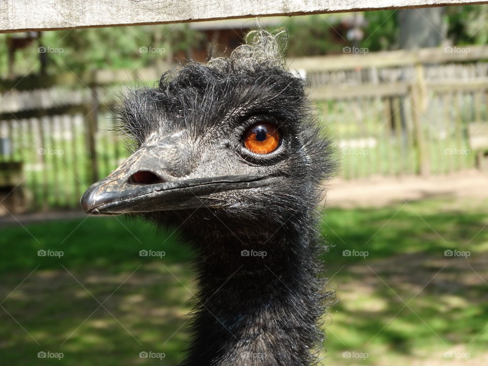 close up of a big bird in a zoo