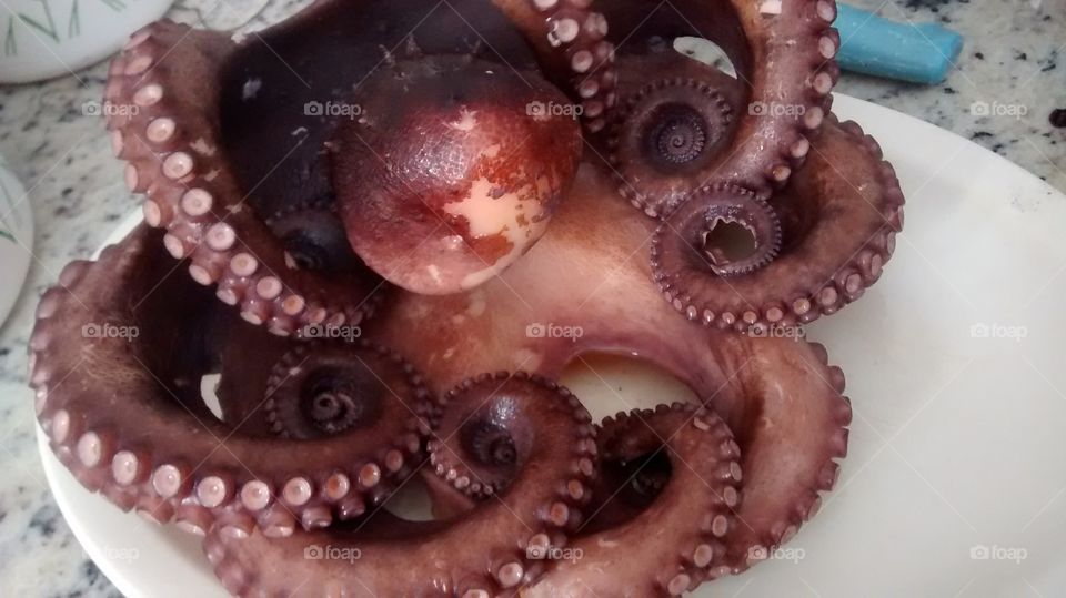 octopus 🐙