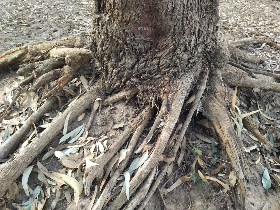 tree and roots