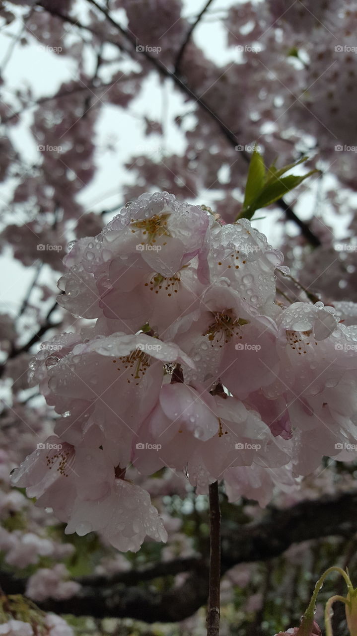 wet cherry blossoms