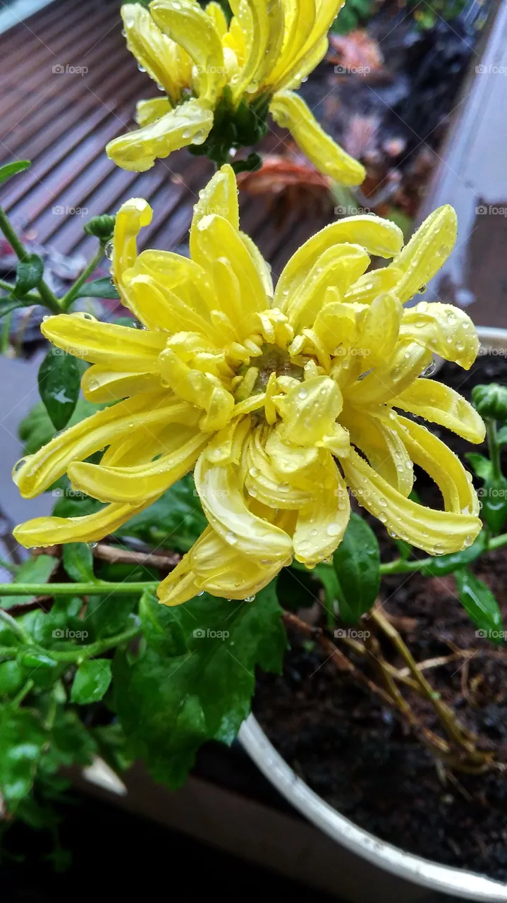 aster after rain