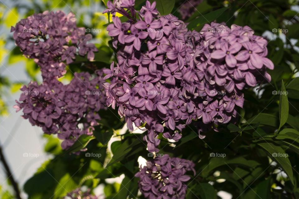 Lilac In Shade