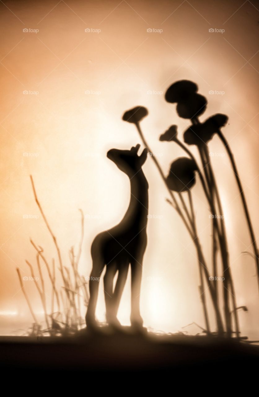 Giraffe Sunset . Giraffe art composition with shadows