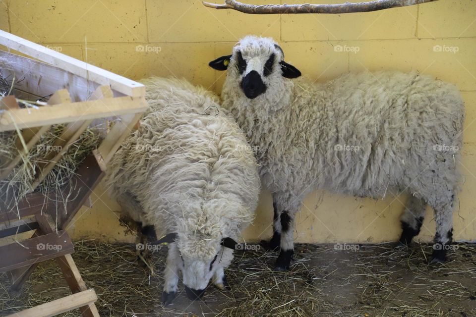 Sheep in the farm