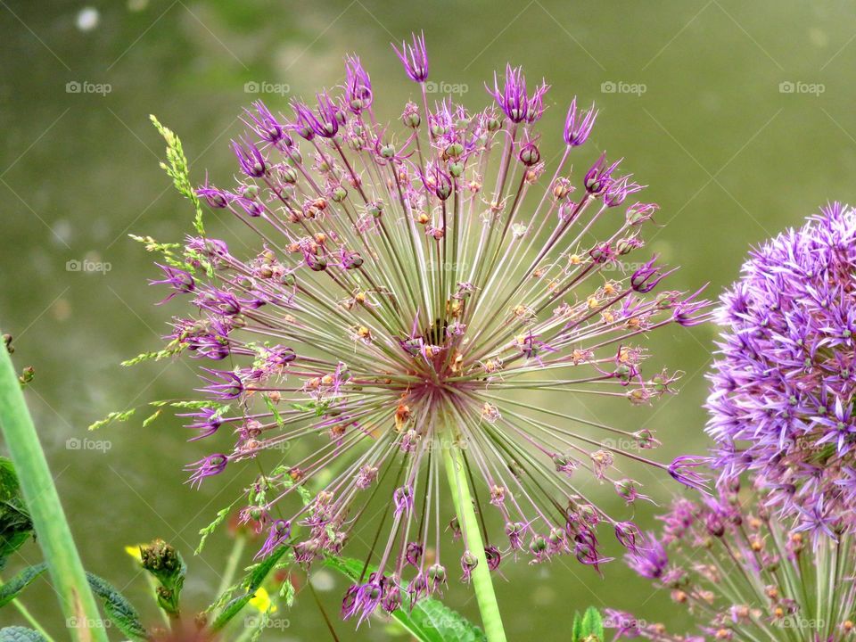 beautiful plant