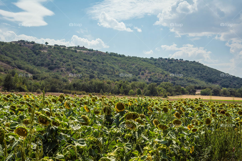 Sunflowers