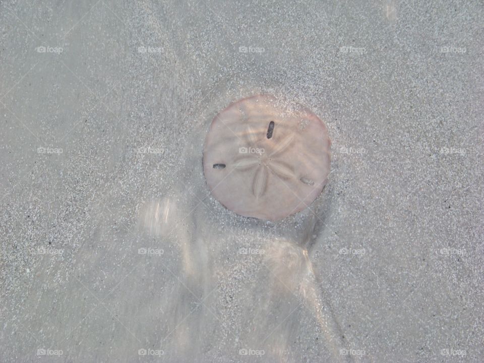 Sand dollar in ocean