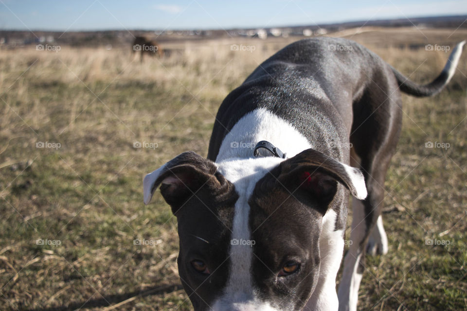 Dog in a field 