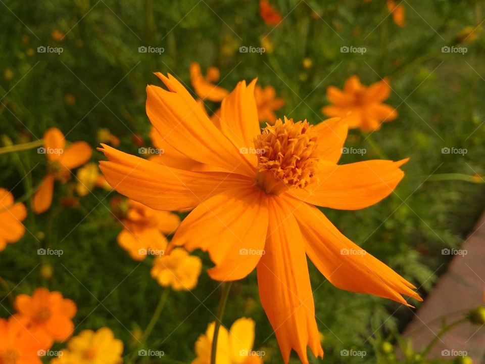 yellow flower in a park