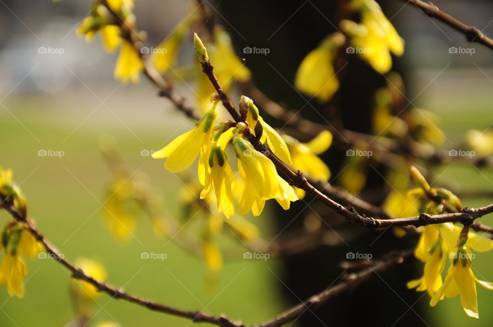 Close-up of a tree branch