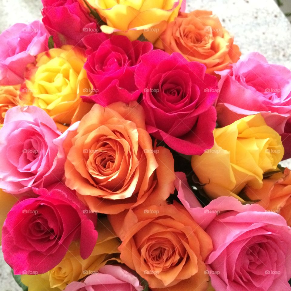 Colorful roses pink, yellow, and orange. 