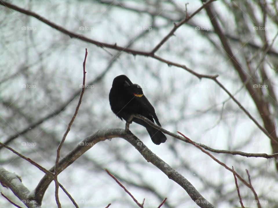 Red winged black bird. 