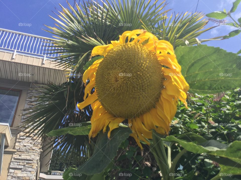 Sunflower in the Garden in White Rock, British Columbia 