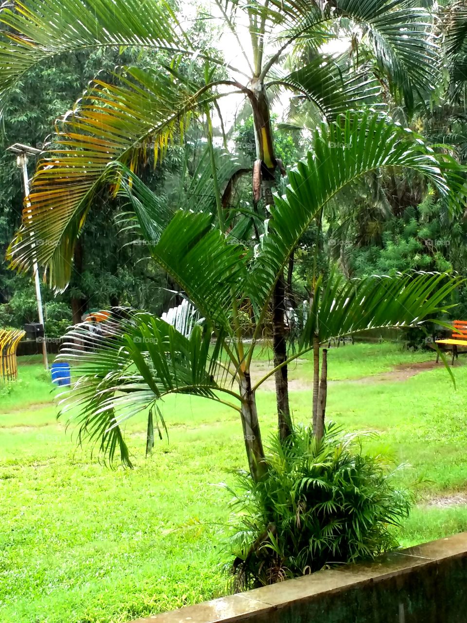 Cutest Small Coconut tree in Garden