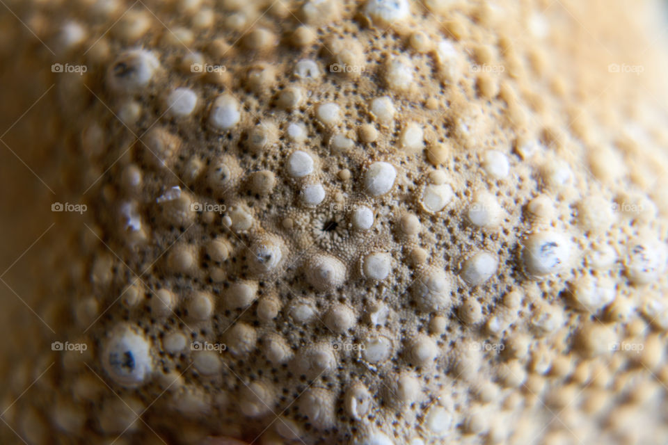 Shell Close Up