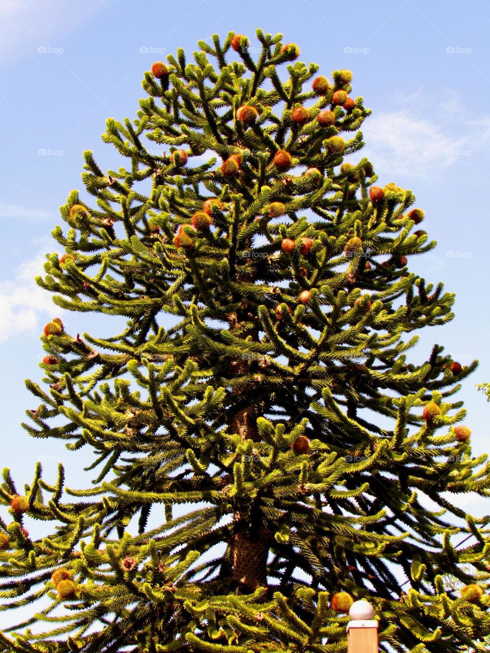 Araucaria araucana