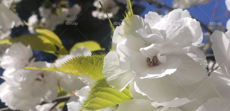 a tree in a botanical garden with double bloom flowers