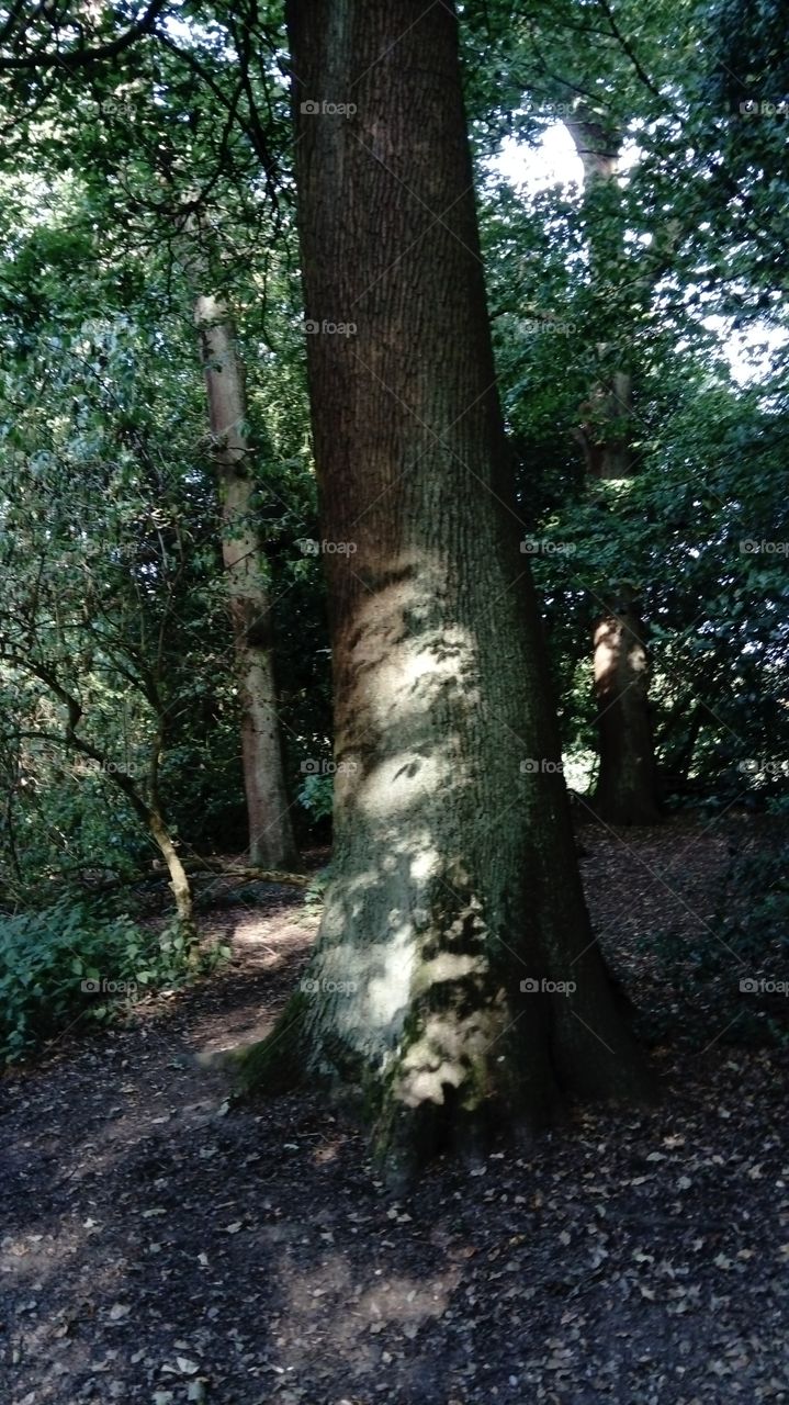 Summer day a Hampstead park
