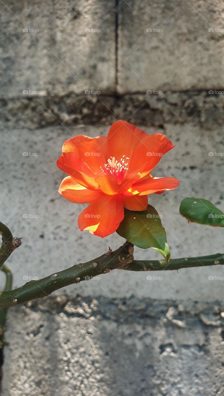 spring, wild flowers beautiful colors, wallpaper, natural, orange