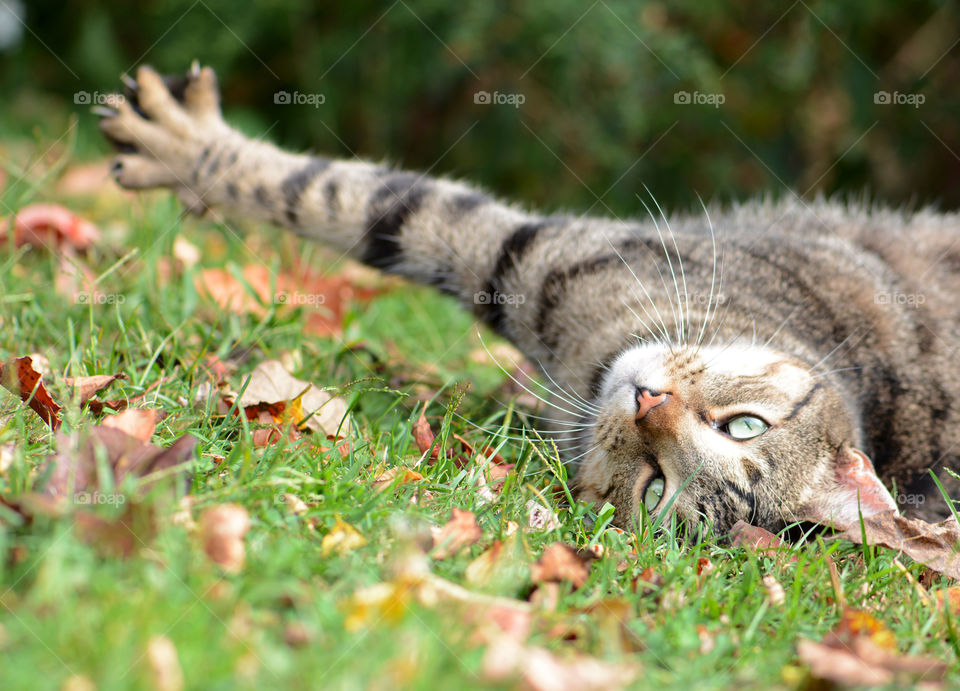 The art of composition, Tabby cat in the grass, POV