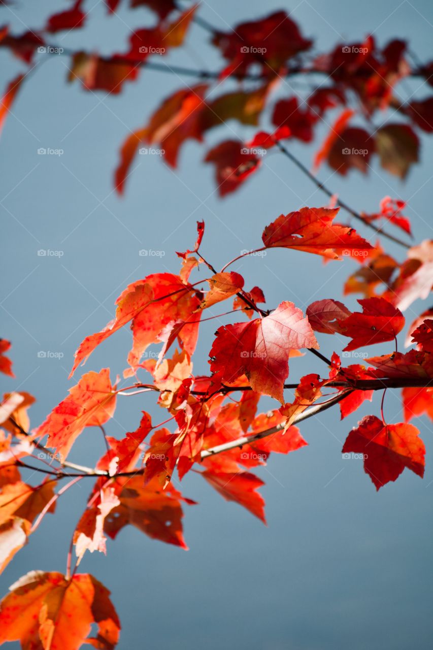 Splash of autumn 