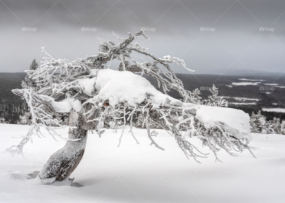 Icy and snowy twisted pine tree on top of a fell in Lapland, Finland on dramatic overcast winter afternoon.