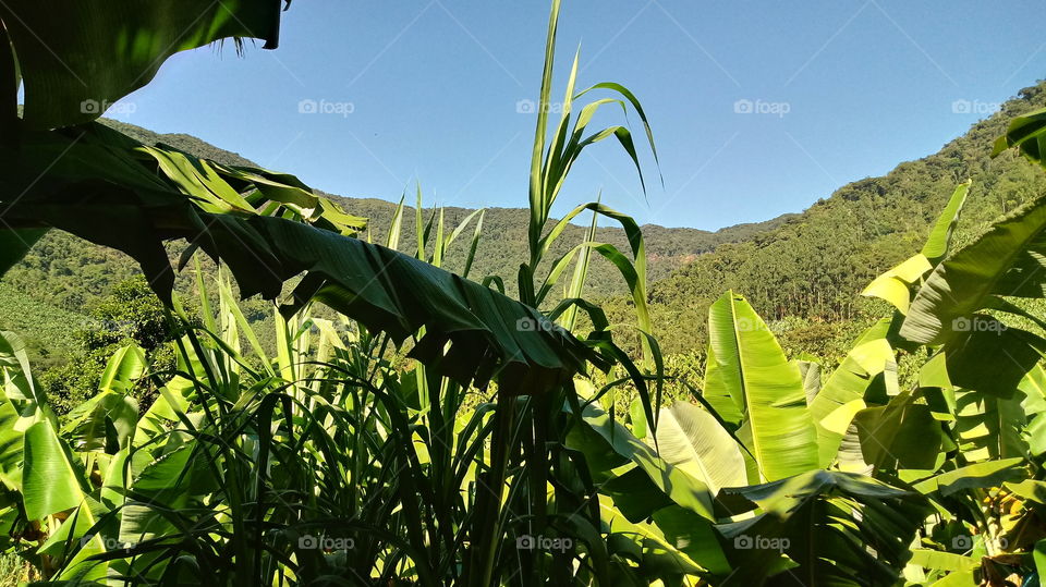 CÉU AZUL BANANEIRA