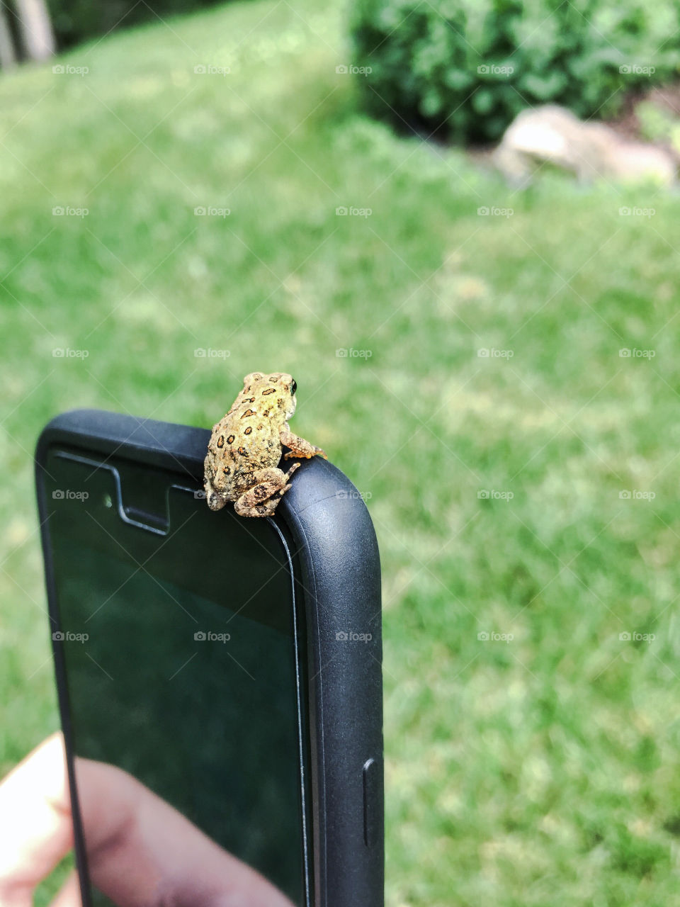 Frog Perched on Phone
