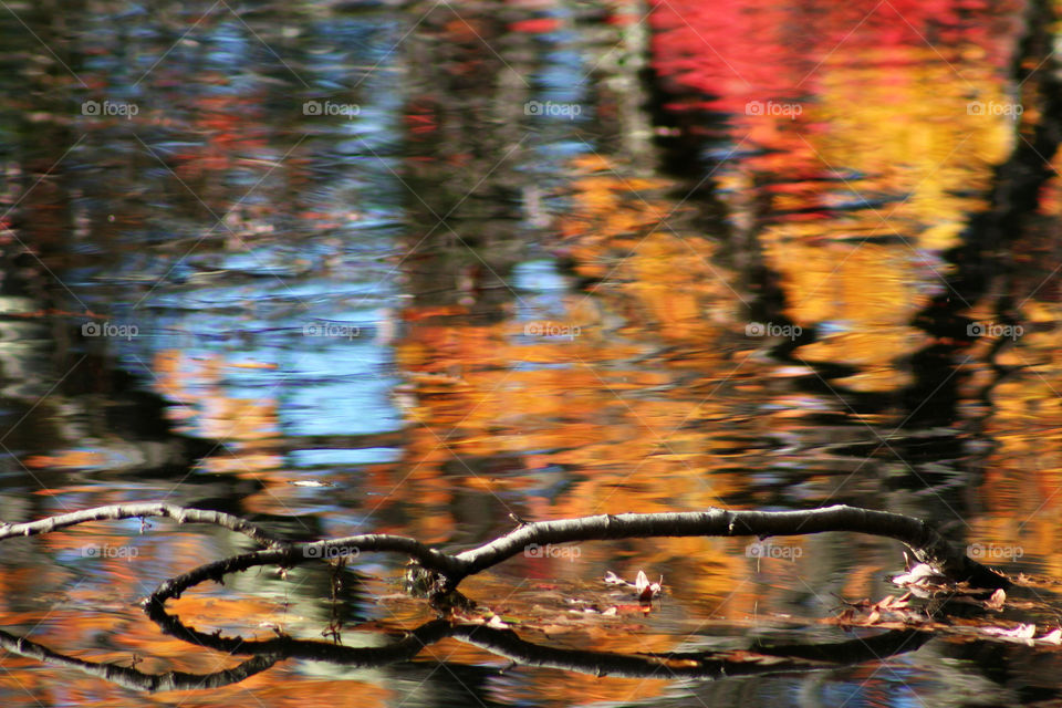 Reflection of autumn trees in water